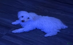 Maltipoo dogs for sale: Stella - Image 5