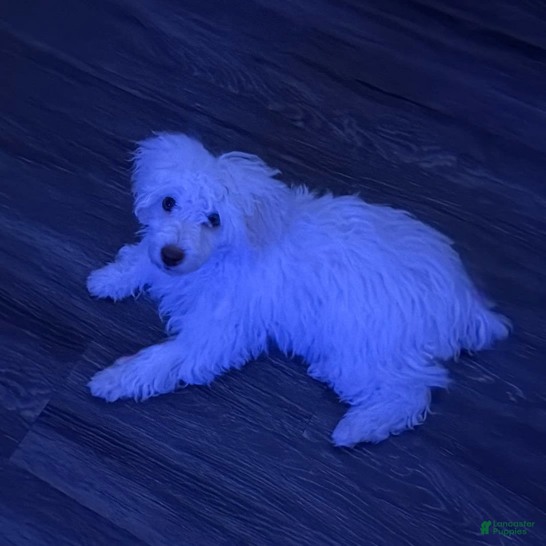 Maltipoo dogs for sale: Stella - Image 5