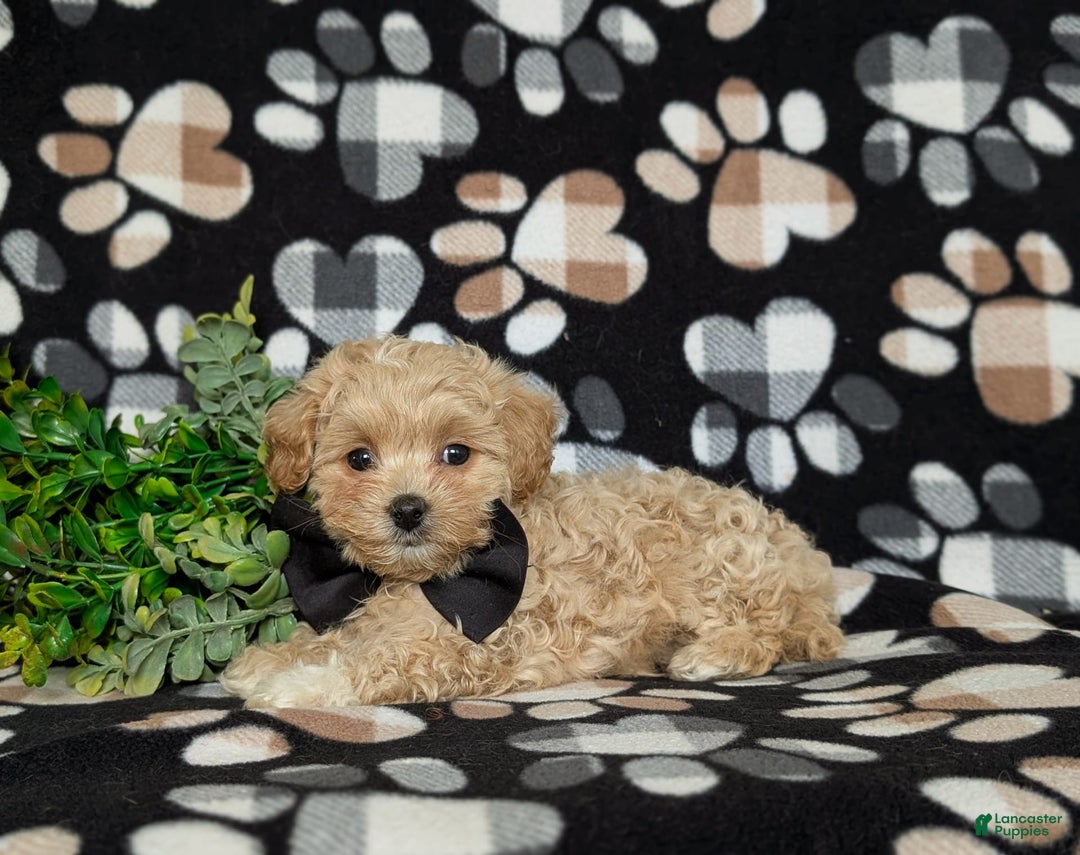 Maltipoo dogs for sale: Eli Toy Size - Image 11