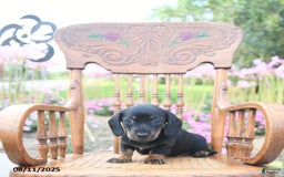 Miniature Dachshund dogs for sale: Josephine - Image 2