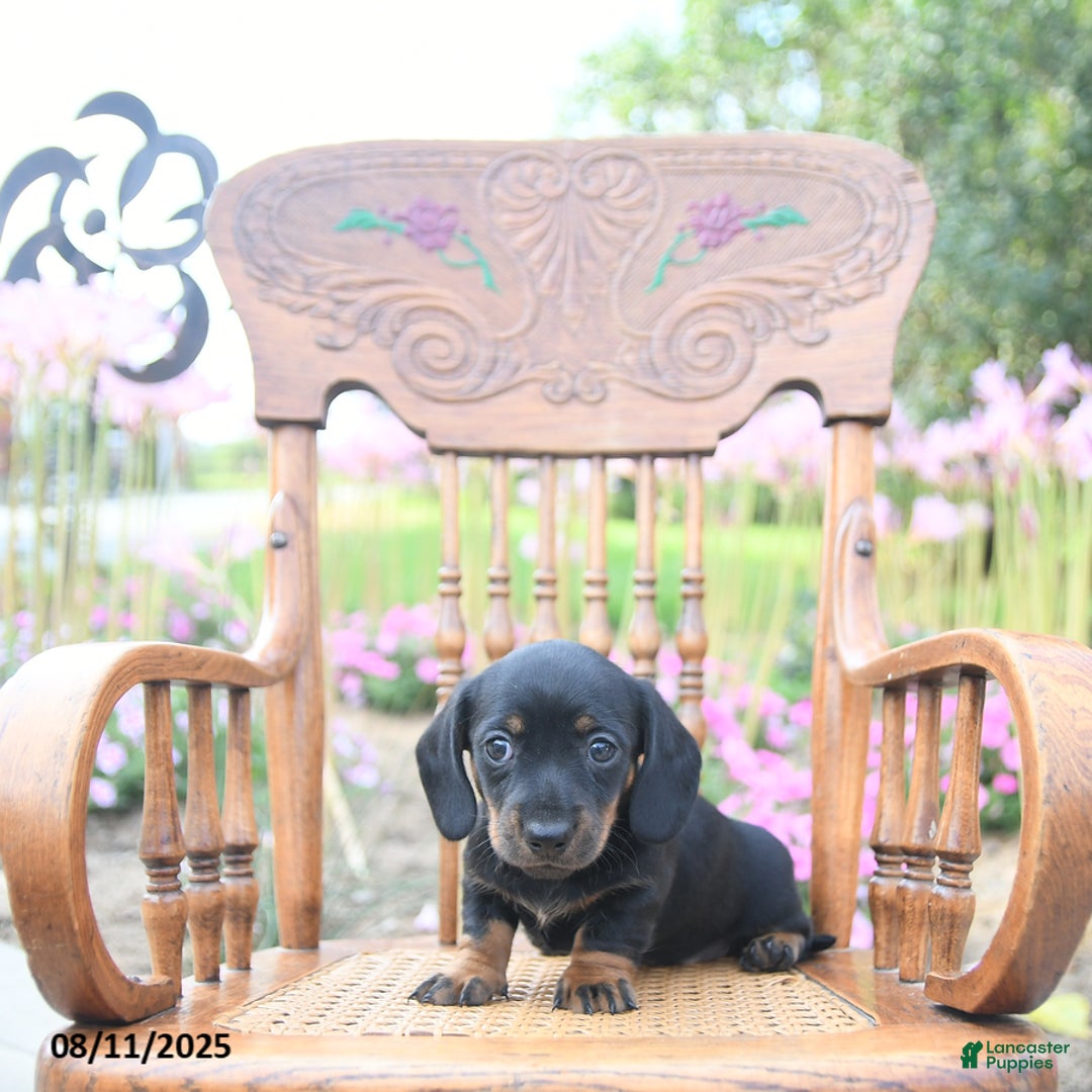 Miniature Dachshund dogs for sale: Josephine - Image 2
