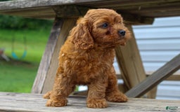 Cavapoo dogs for sale: Tonya - Image 3