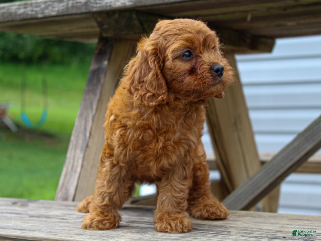 Cavapoo dogs for sale: Tonya - Image 3