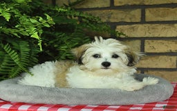 Havapoo dogs for sale: Toby - Image 2