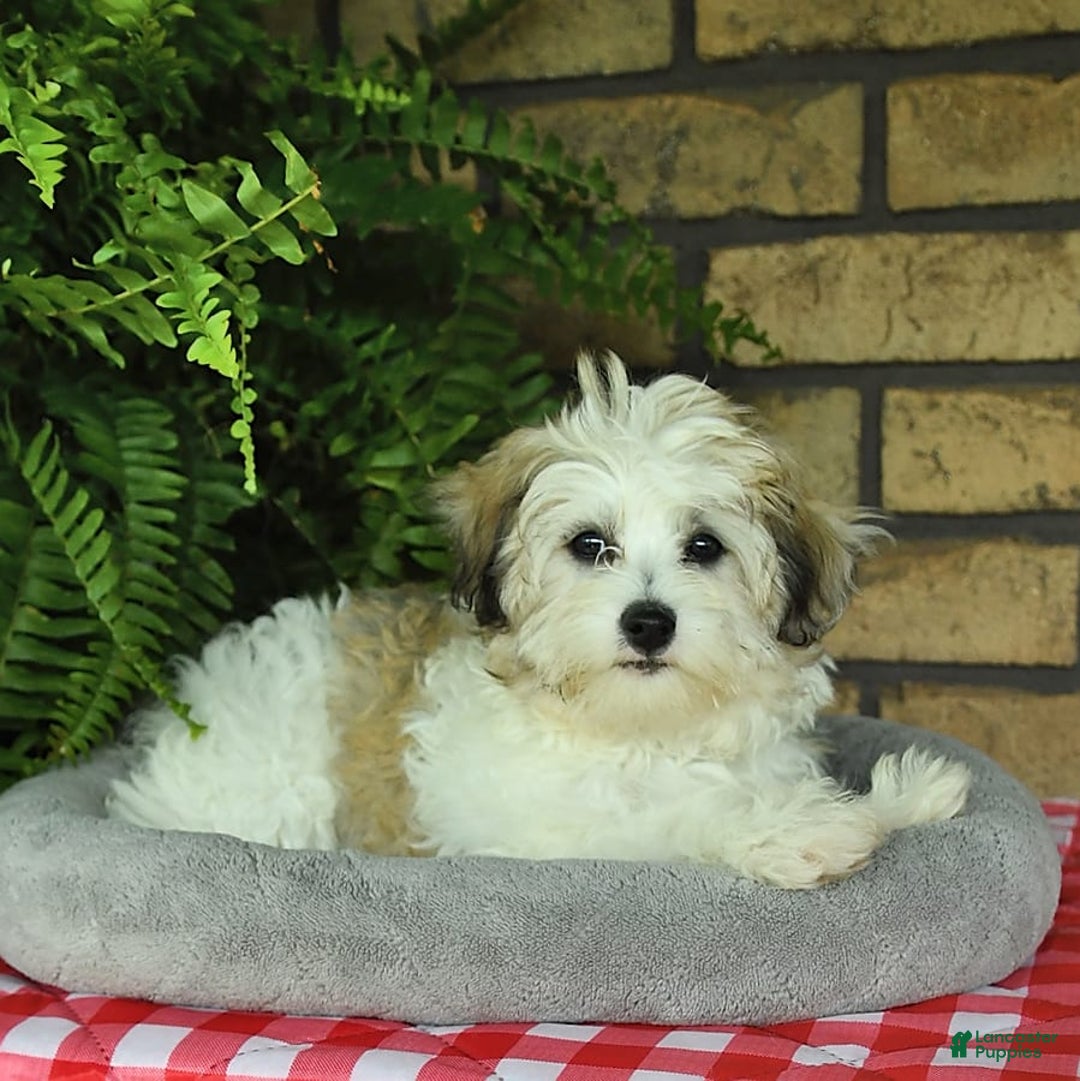 Havapoo dogs for sale: Toby - Image 2