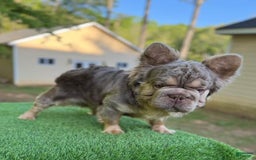 French Bulldog dogs for sale: Buff - Image 6