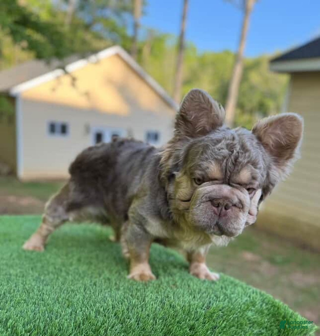 French Bulldog dogs for sale: Buff - Image 6