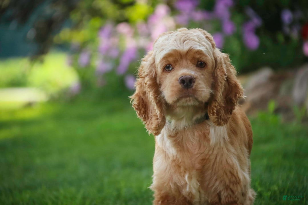 Cocker Spaniel dogs for sale: Beckham - Image 33