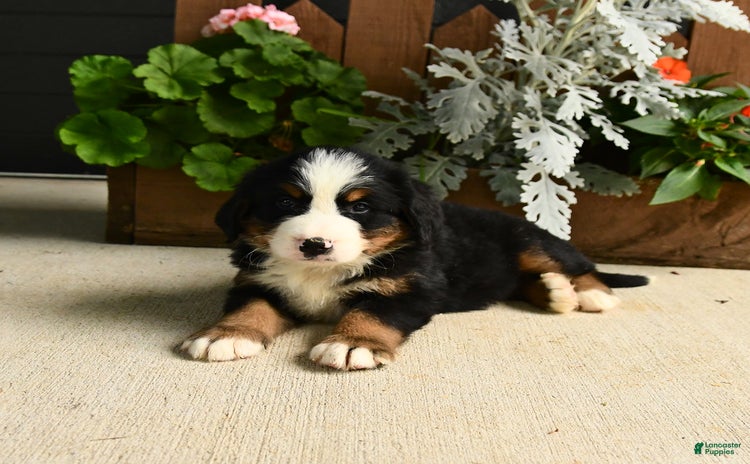 Bernese Mountain Dog dogs for sale - Ad 3