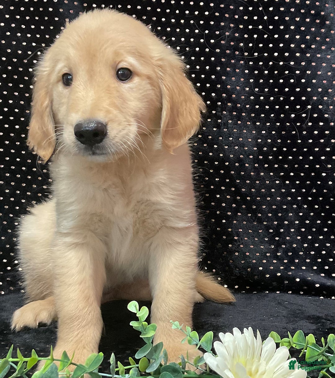 Golden Retriever dogs for sale: Dasher - Listing for pets: Dasher, Archie, Princess, Dixie - Image 4