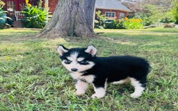 Siberian Husky dogs for sale: Bridgett - Image 9