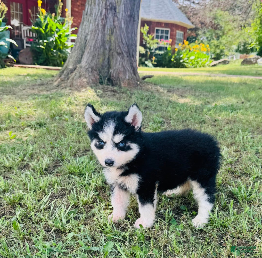 Siberian Husky dogs for sale: Bridgett - Image 9