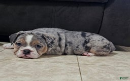 English Bulldog dogs for sale: Silver Sprinkles - Image 7