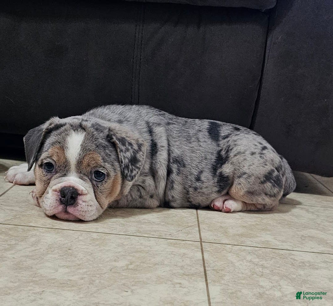 English Bulldog dogs for sale: Silver Sprinkles - Image 7