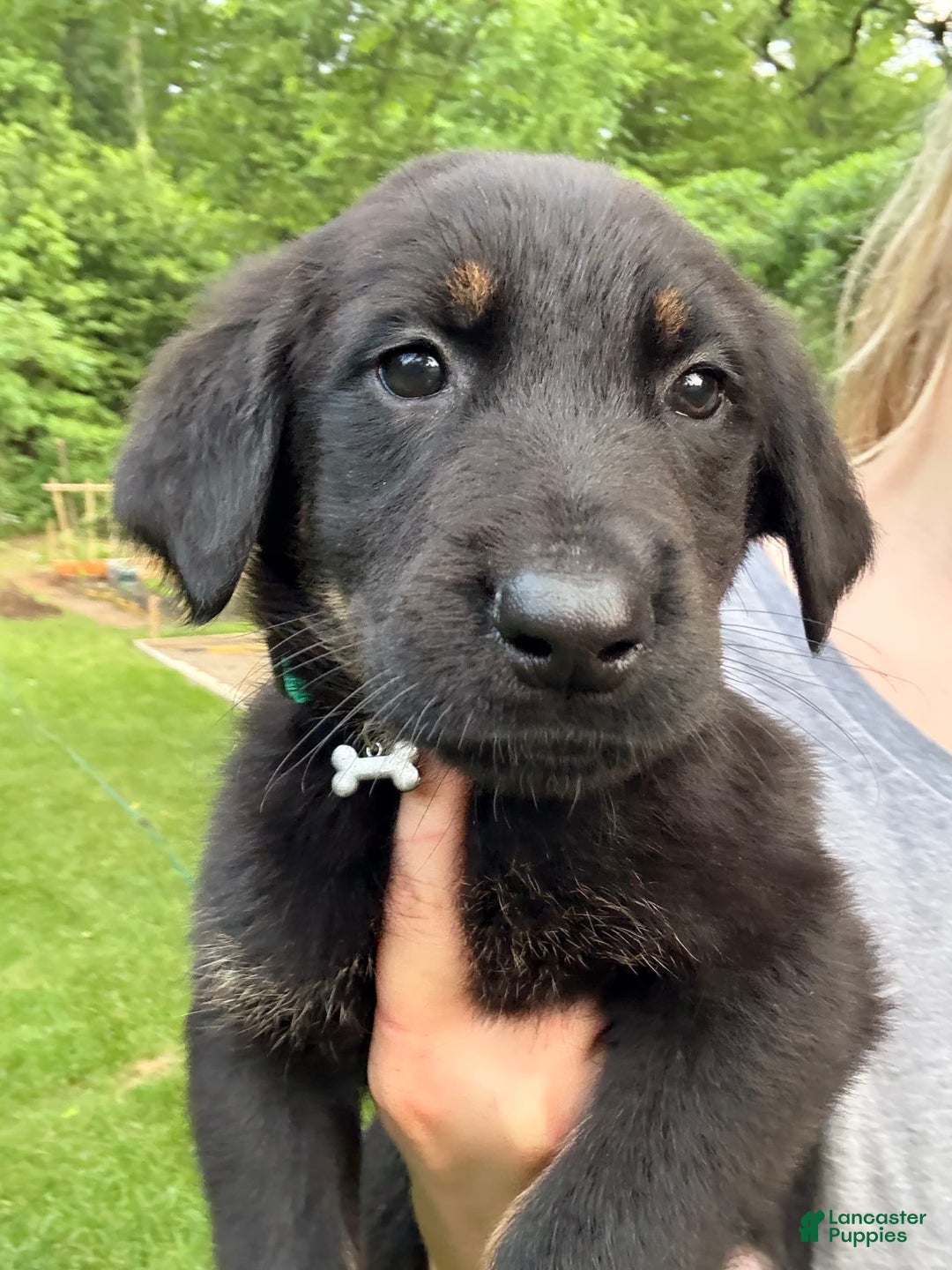 German Shepherd dogs for sale: Loki - Image 1