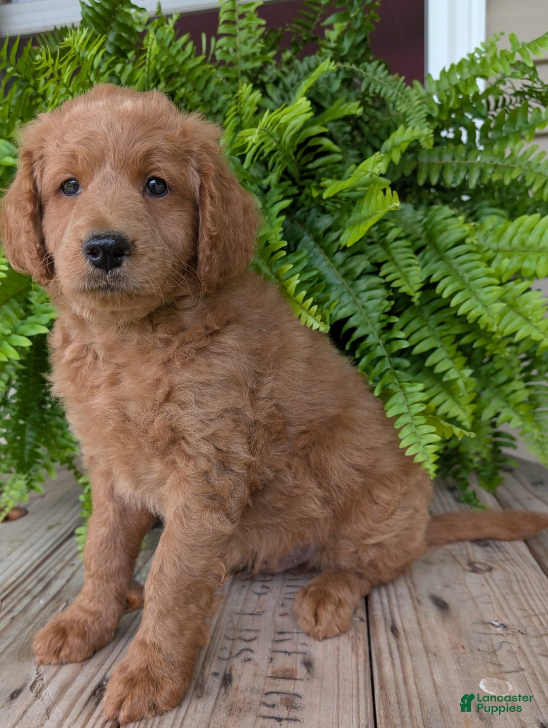 Goldendoodle dogs for sale: Reed - Image 24