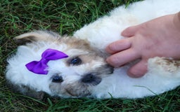 Shihpoo dogs for sale: Scarlett - Image 7