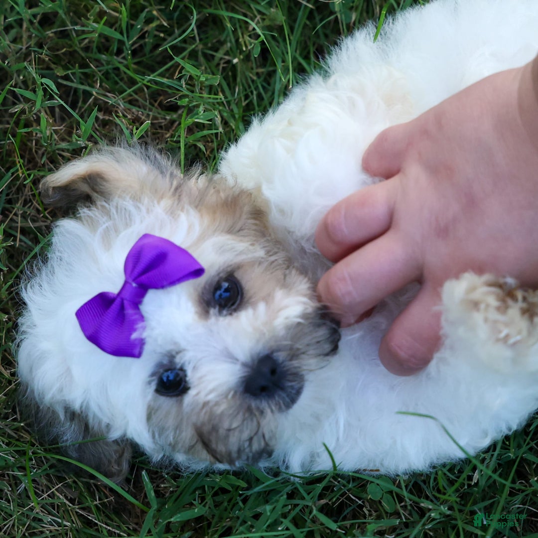 Shihpoo dogs for sale: Scarlett - Image 7