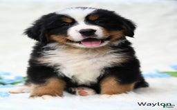 Bernese Mountain Dog dogs for sale: Waylon - Image 5