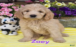 Goldendoodle dogs for sale: Zoey - Image 1