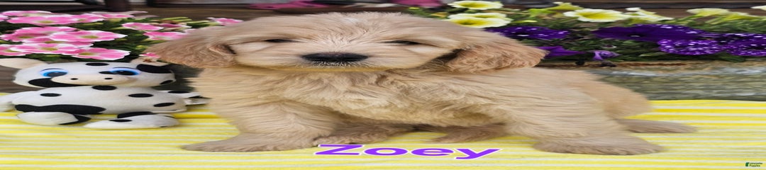 Zoey