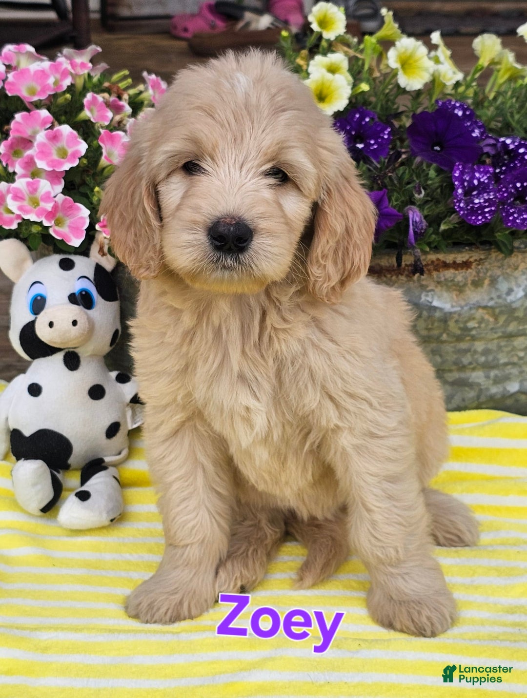 Goldendoodle dogs for sale: Zoey - Image 1