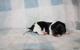 Miniature Dachshund dogs for sale: Mickey Mini - Image 3