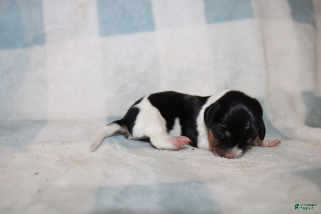 Miniature Dachshund dogs for sale: Mickey Mini - Image 3