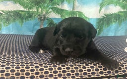 Labrador Retriever dogs for sale: Boots - Image 1
