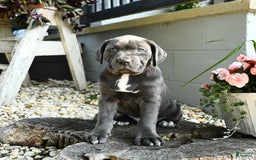 Cane Corso dogs for sale: Sally - Image 3