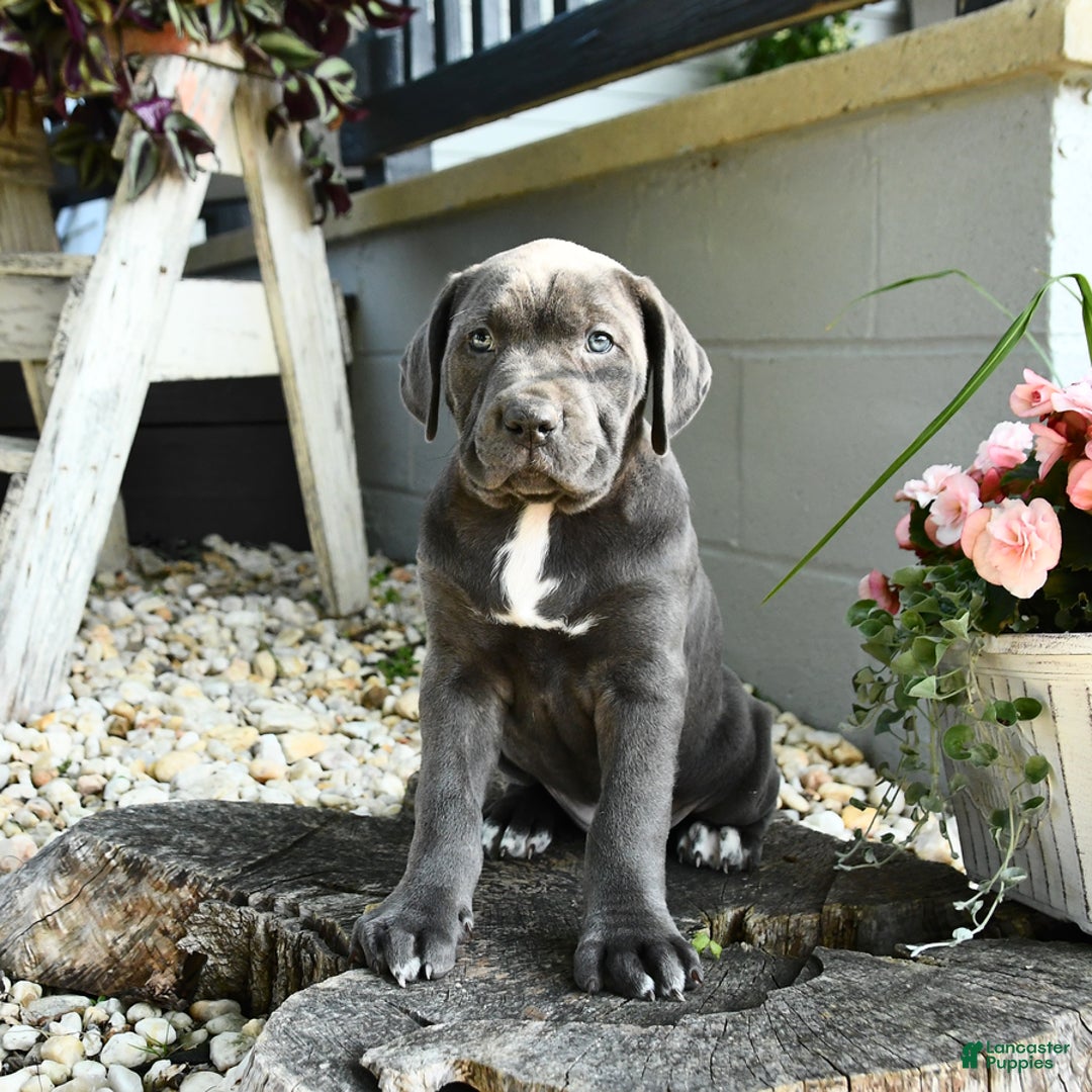 Cane Corso dogs for sale: Sally - Image 3