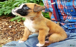 Boxer dogs for sale: Zakar - Image 1