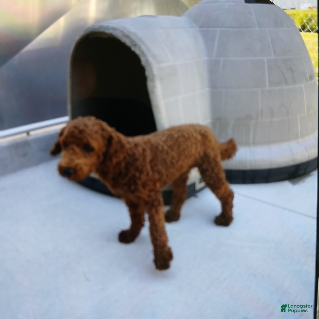 Cavapoo dogs for sale: Sharla - Image 9
