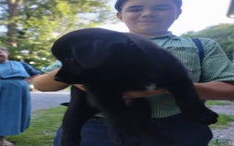 Norwegian Elkhound dogs for sale: Trissy - Image 4
