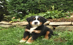 Bernese Mountain Dog dogs for sale: Walker - Image 3