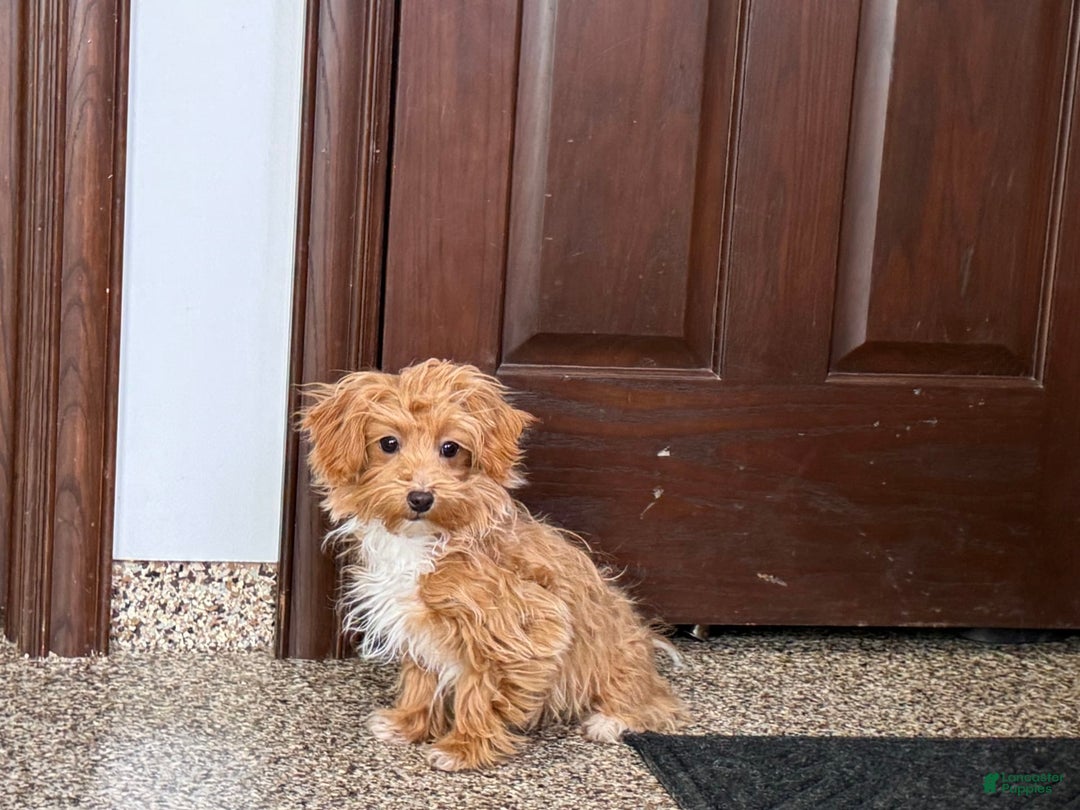 Havapoo dogs for sale: Franklin - Image 1