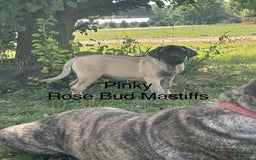 English Mastiff dogs for sale: Pinky - Image 6