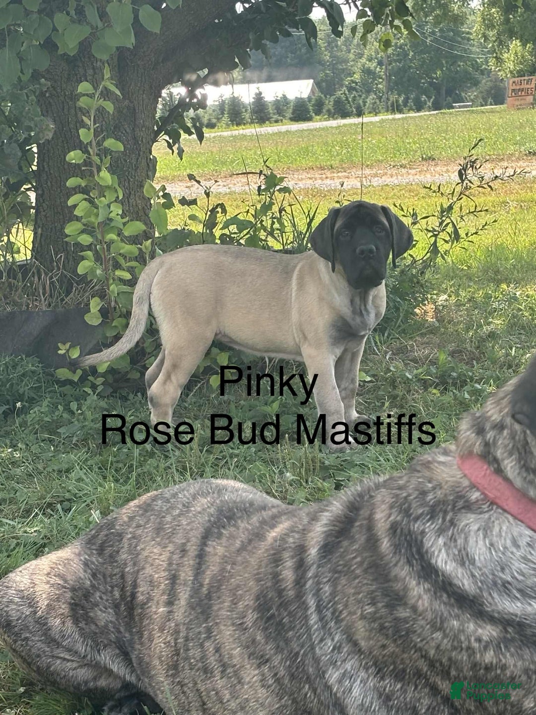 English Mastiff dogs for sale: Pinky - Image 6