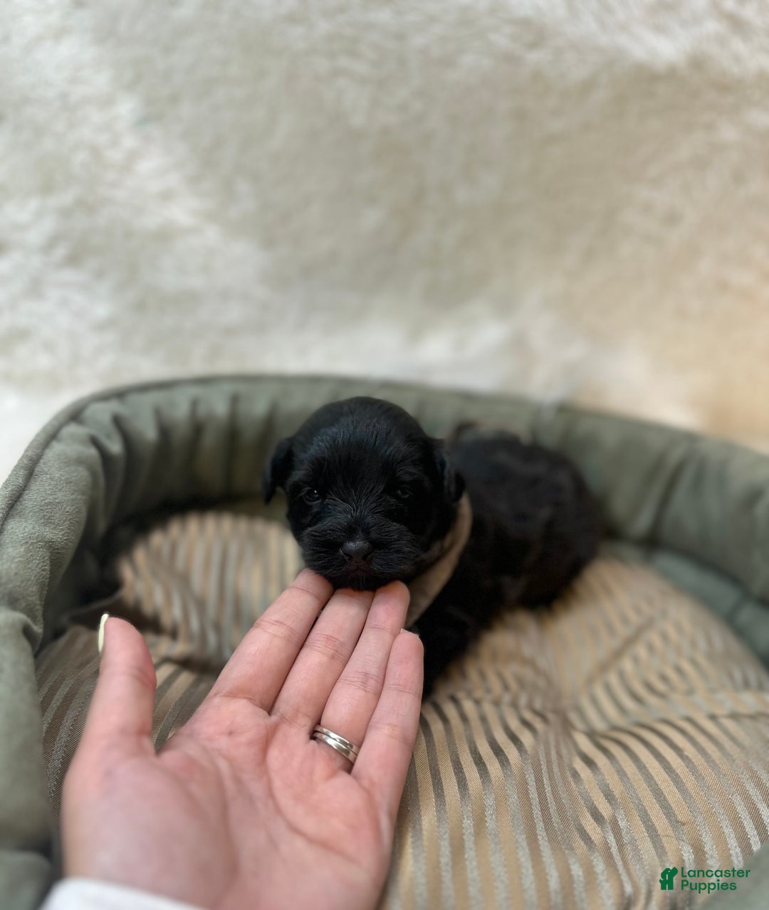 Morkie dogs for sale: Scottie - Image 3