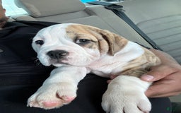 English Bulldog dogs for sale: Hercules - Image 2