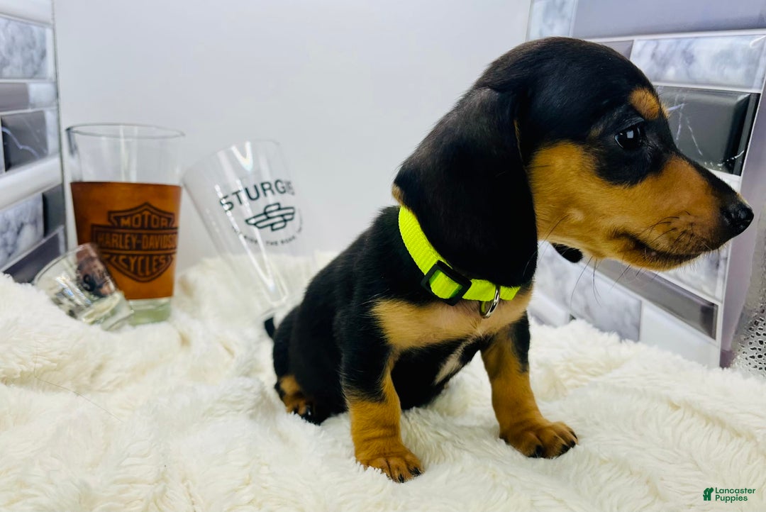 Miniature Dachshund dogs for sale: James - Image 4