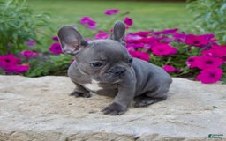 French Bulldog dogs for sale: Max - Image 4