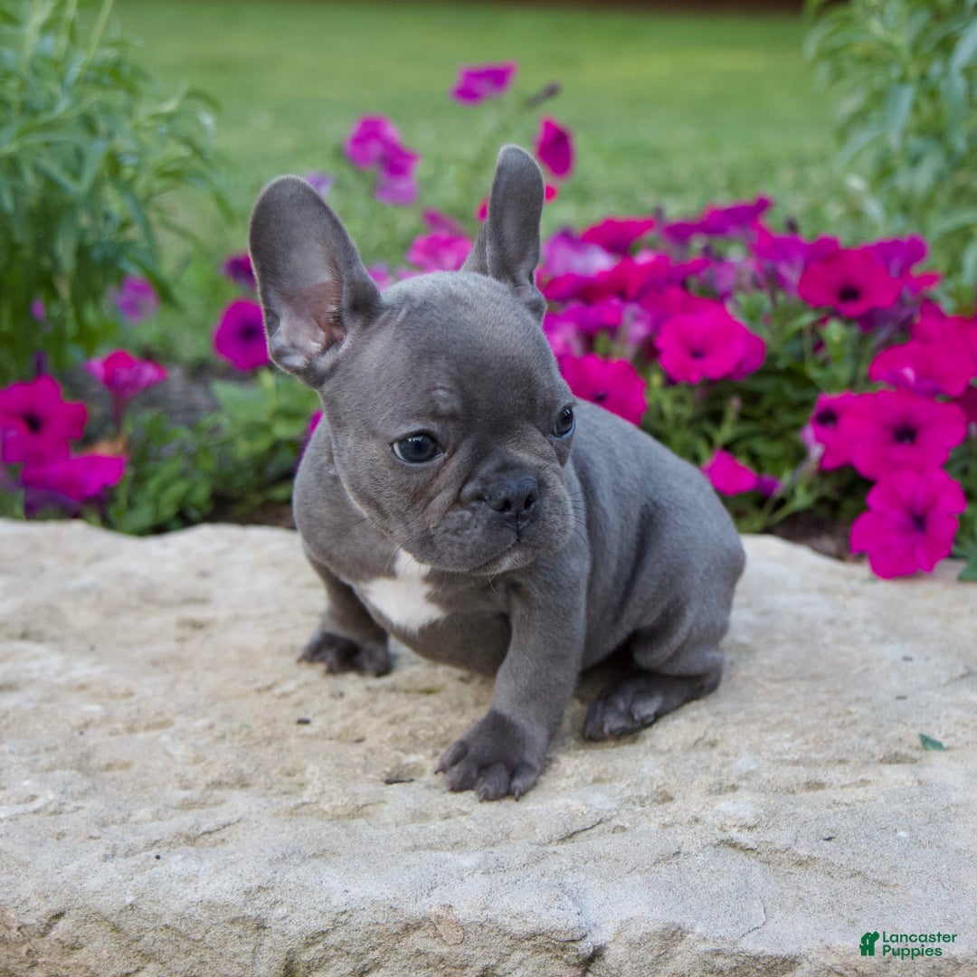 French Bulldog dogs for sale: Max - Image 4