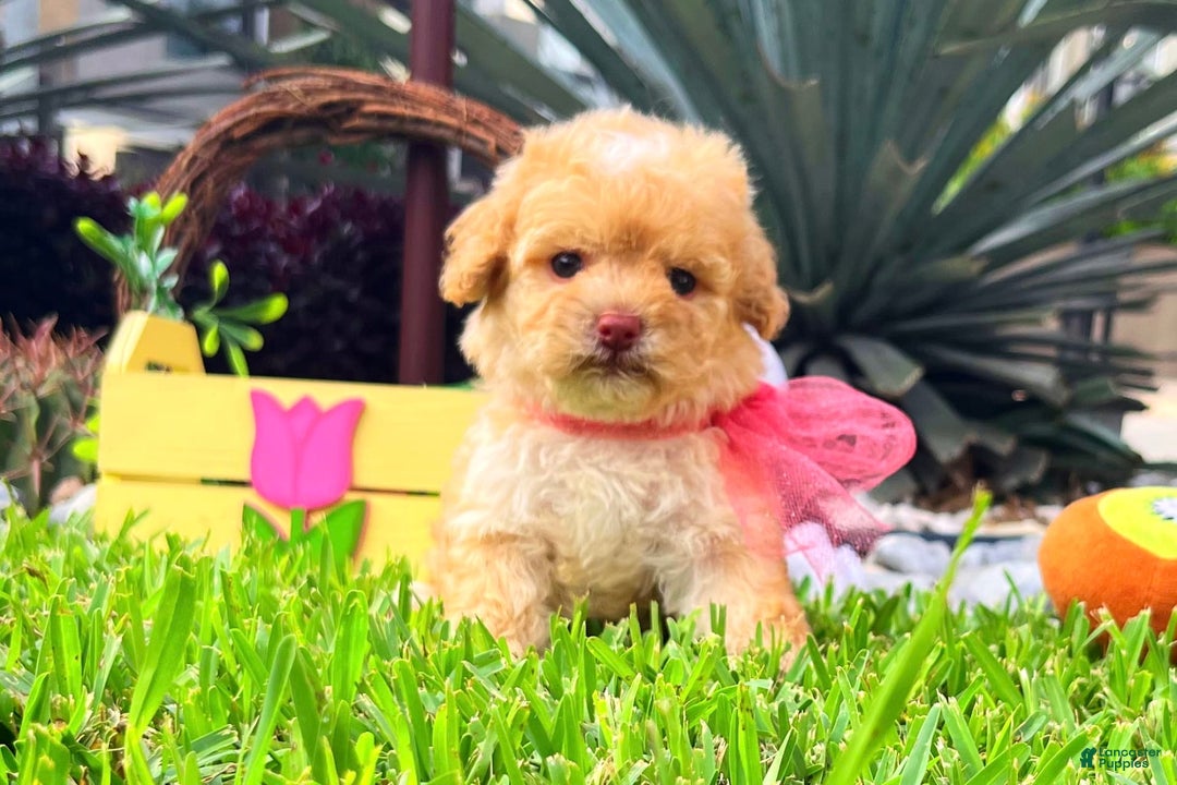 Toy Poodle dogs for sale: Juliet - Image 3