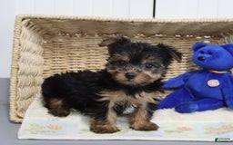 Yorkshire Terrier dogs for sale: Barkis - Extra Small - Image 6