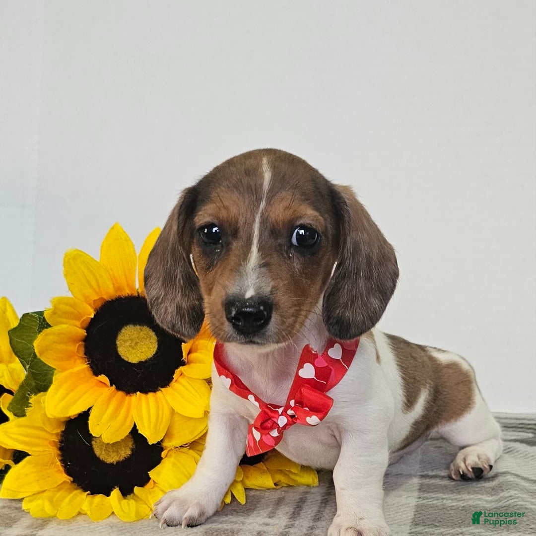 Dachshund dogs for sale: Slinky - Image 5