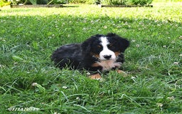 Bernese Mountain Dog dogs for sale: Virgil - Image 7