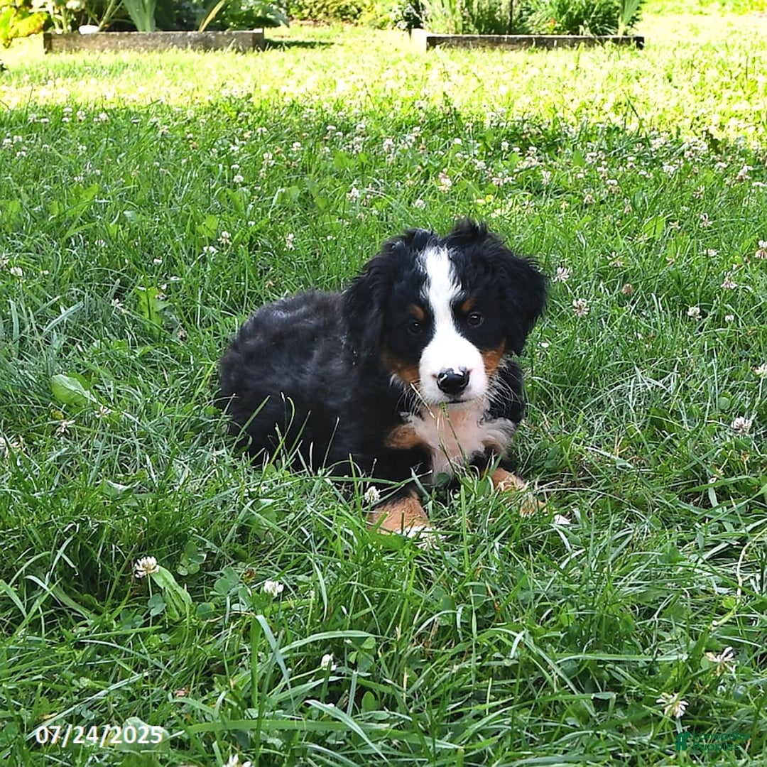 Bernese Mountain Dog dogs for sale: Virgil - Image 7