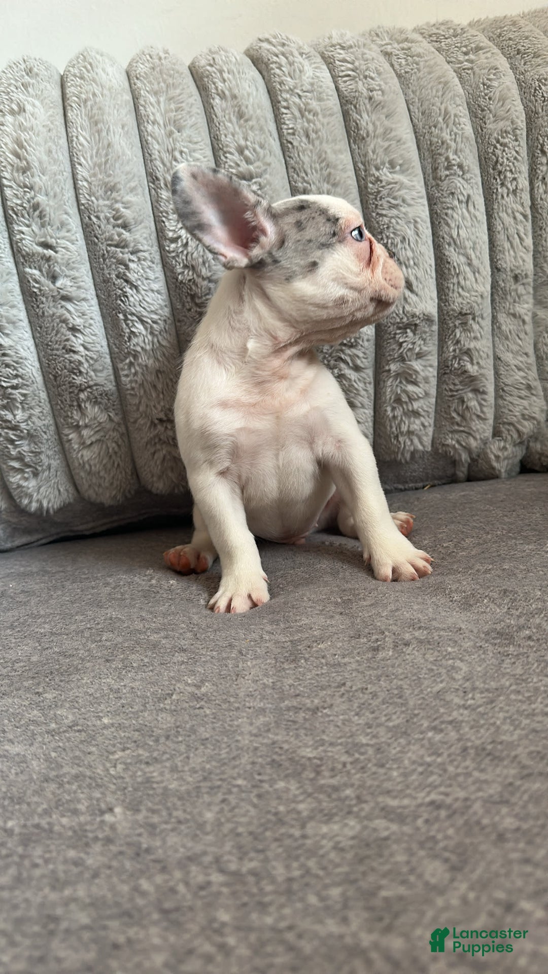 French Bulldog dogs for sale: French Bulldog 2 puppies - Image 4