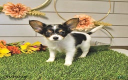 Papillon dogs for sale: Leo - Image 13